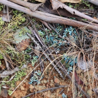 Unverified Lichen at Red Hill to Yarralumla Creek - 5 May 2024 by LisaH