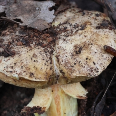 Boletus sp. at Hughes, ACT - 5 May 2024 by LisaH