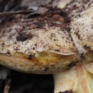 Boletus sp. at Red Hill to Yarralumla Creek - 5 May 2024