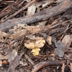 Boletus sp. at Red Hill to Yarralumla Creek - 5 May 2024