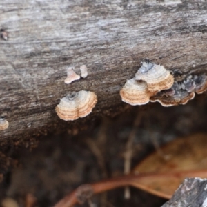 Xylobolus illudens at Hughes Grassy Woodland - 9 May 2024 05:30 PM