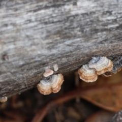 Xylobolus illudens at Hughes Grassy Woodland - 9 May 2024