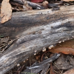 Xylobolus illudens at Hughes Grassy Woodland - 9 May 2024