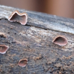 Xylobolus illudens at Hughes Grassy Woodland - 9 May 2024