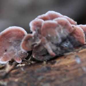 Xylobolus illudens at Hughes Grassy Woodland - 9 May 2024