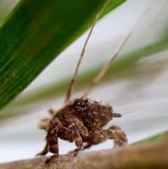 Fulgoroidea sp. (superfamily) (Unidentified fulgoroid planthopper) at Hughes Grassy Woodland - 5 May 2024 by LisaH