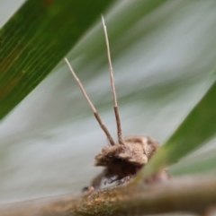 Fulgoroidea sp. (superfamily) at Hughes Grassy Woodland - 5 May 2024