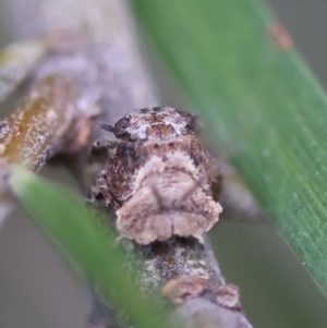 Fulgoroidea sp. (superfamily) at Hughes Grassy Woodland - 5 May 2024