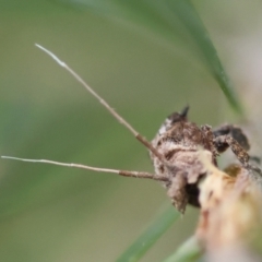 Fulgoroidea sp. (superfamily) at Hughes Grassy Woodland - 5 May 2024