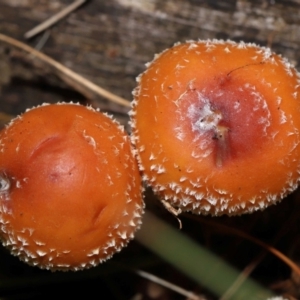 Unidentified Cap on a stem; gills below cap [mushrooms or mushroom-like] at suppressed by TimL