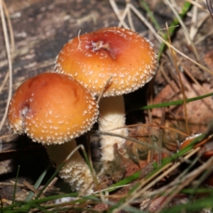 Leratiomcyes ceres at Namadgi National Park - 28 Apr 2024