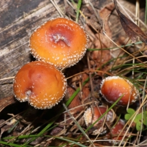 Leratiomcyes ceres at Namadgi National Park - 28 Apr 2024