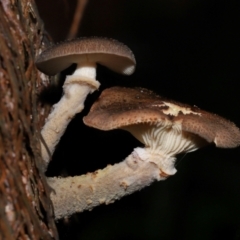 Armillaria sp. (A honey fungus) at Acton, ACT - 5 May 2024 by TimL