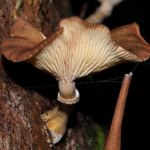 Armillaria sp. at ANBG - 5 May 2024