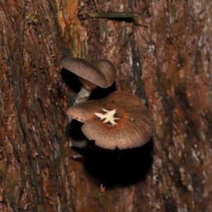 Armillaria sp. at ANBG - 5 May 2024