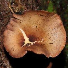 Armillaria sp. at ANBG - 5 May 2024