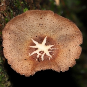 Armillaria sp. at ANBG - 5 May 2024