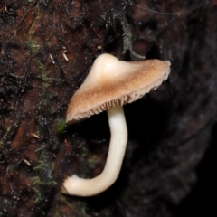 Unverified Cap on a stem; gills below cap [mushrooms or mushroom-like] at ANBG - 5 May 2024 by TimL