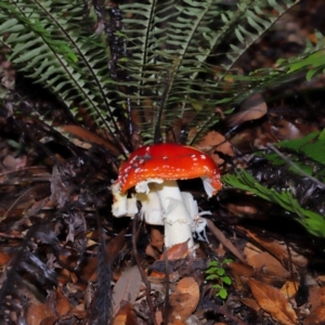 Amanita muscaria (Fly Agaric) at ANBG by TimL