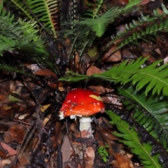 Amanita muscaria at ANBG - 5 May 2024 01:38 PM