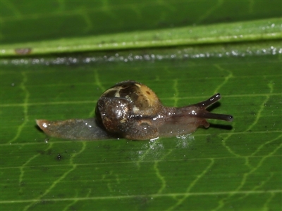 Mysticarion sp. (genus) (a land snail) at ANBG - 5 May 2024 by TimL