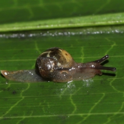 Mysticarion sp. (genus) (a land snail) at Acton, ACT - 5 May 2024 by TimL