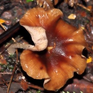 Armillaria sp. at ANBG - 5 May 2024 01:50 PM