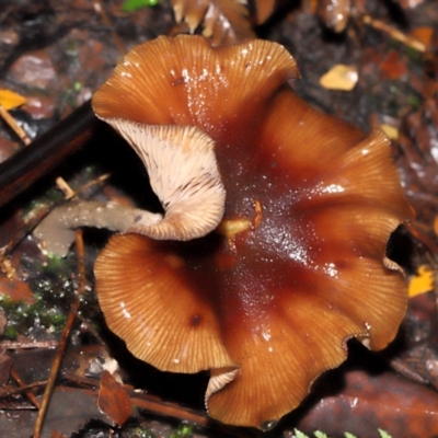 Armillaria sp. (A honey fungus) at ANBG - 5 May 2024 by TimL