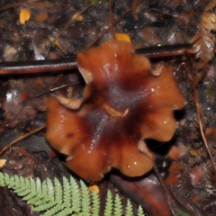 Armillaria sp. at ANBG - 5 May 2024 01:50 PM