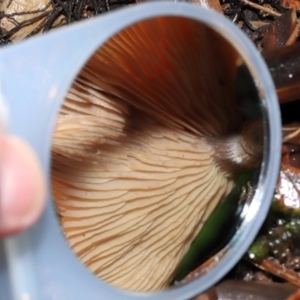 Armillaria sp. at ANBG - 5 May 2024