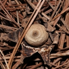 Geastrum sp. (genus) (An earthstar) at National Arboretum Forests - 4 May 2024 by TimL