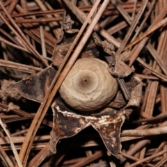 Geastrum sp. (Geastrum sp.) at Yarralumla, ACT - 4 May 2024 by TimL