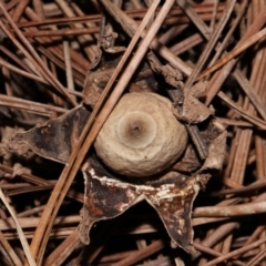 Geastrum sp. (Geastrum sp.) at National Arboretum Forests - 4 May 2024 by TimL
