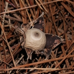 Geastrum sp. at National Arboretum Forests - 4 May 2024