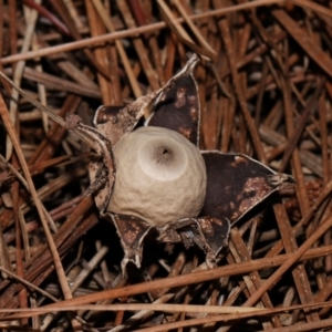 Geastrum sp. at National Arboretum Forests - 4 May 2024 03:24 PM