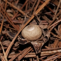 Geastrum sp. at National Arboretum Forests - 4 May 2024 03:24 PM