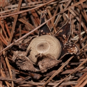 Geastrum sp. at National Arboretum Forests - 4 May 2024