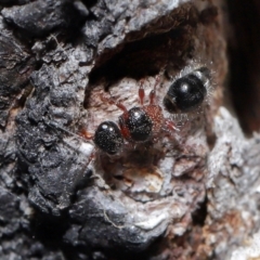 Mutillidae (family) (Unidentified Mutillid wasp or velvet ant) at Booth, ACT - 28 Apr 2024 by TimL