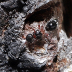 Mutillidae (family) at Namadgi National Park - 28 Apr 2024