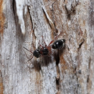 Mutillidae (family) at Namadgi National Park - 28 Apr 2024