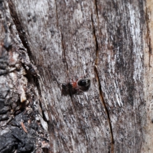 Mutillidae (family) at Namadgi National Park - 28 Apr 2024