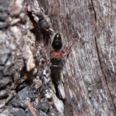 Mutillidae (family) at Namadgi National Park - 28 Apr 2024