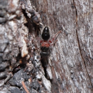 Mutillidae (family) at Namadgi National Park - 28 Apr 2024 12:52 PM