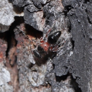 Mutillidae (family) at Namadgi National Park - 28 Apr 2024