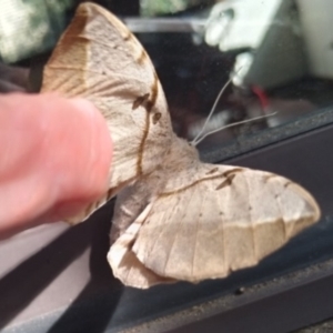 Chelepteryx chalepteryx at Broulee Moruya Nature Observation Area - suppressed