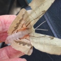 Chelepteryx chalepteryx at Broulee Moruya Nature Observation Area - suppressed