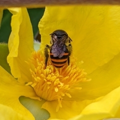 Unidentified Bee (Hymenoptera, Apiformes) at Forster, NSW - 27 Nov 2022 by Paperbark native bees