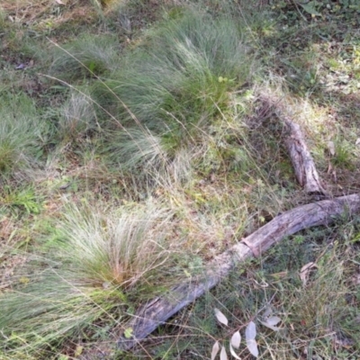 Nassella trichotoma (Serrated Tussock) at Watson, ACT - 6 May 2024 by JenniM