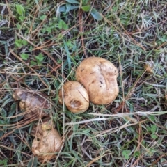 Suillus granulatus (Weeping Bolete) at Florey, ACT - 5 May 2024 by rbannister