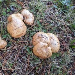 Suillus granulatus at Florey, ACT - 6 May 2024 09:14 AM